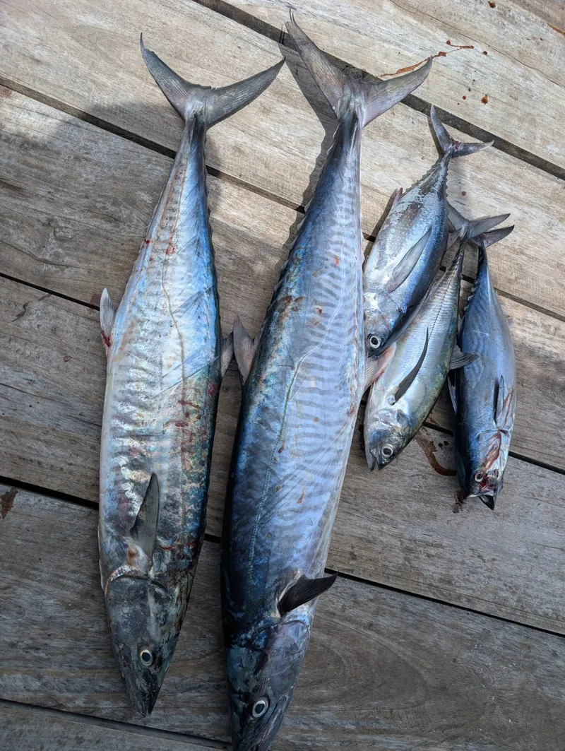 Three king mackerel and two smaller fish laid out on a wooden deck