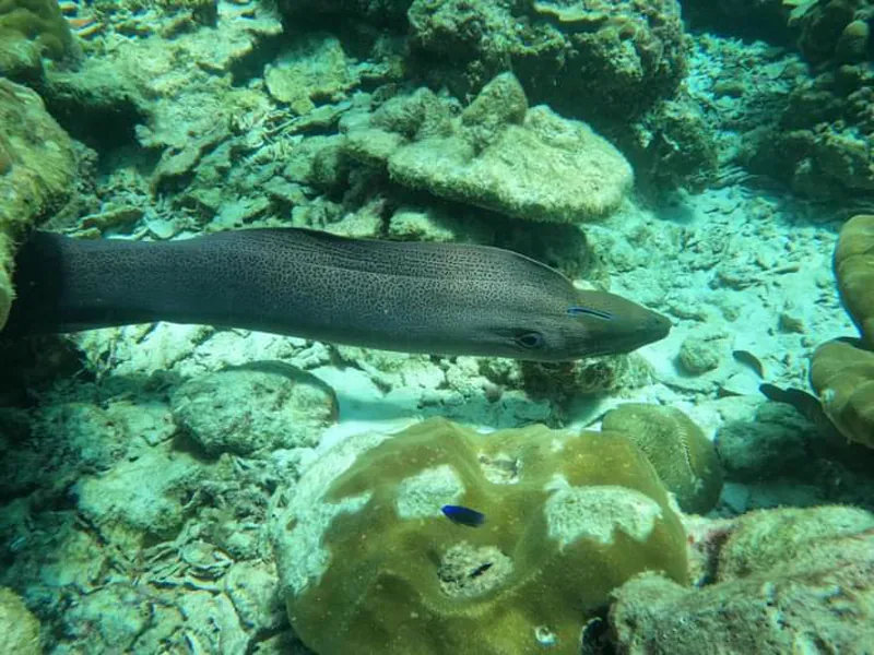 Koh Rok and Koh Haa snorkelling trip from Koh Lanta (9 of 10)