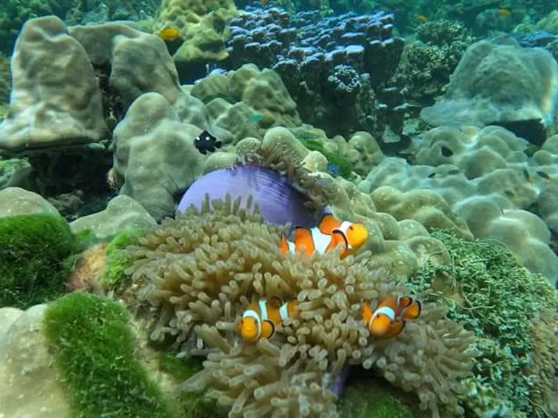 Clownfish in an anemone on the reef, photographed on one of our snorkel trips